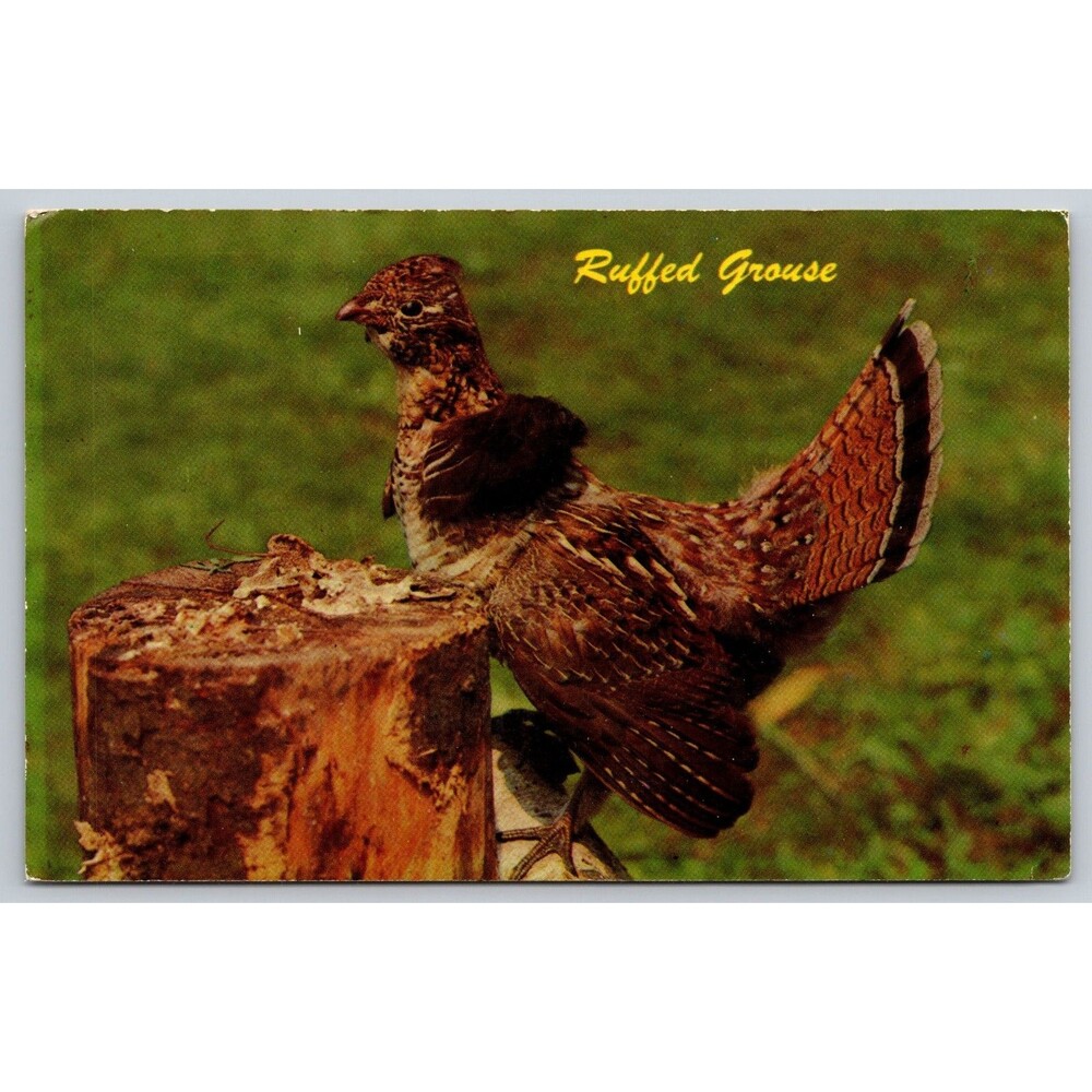 Postcard Ruffed Grouse or Partridge Wild Game Bird Unposted c1950s MCM Vintage